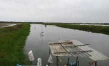 Camarones 1