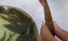 Camarones