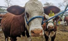 Vacas