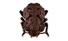 escarabajo-acorazado-diabolicus-creative-commons