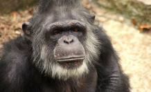 chimpance-viejo-social