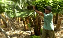 Bananco-productos-ecuador