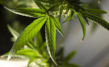 marijuana-leaf-5315553_1920