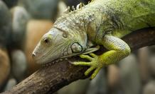 iguana-4185363_1920