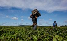 04_glebocki_farms