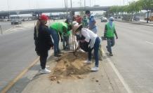 arboles guayaquil