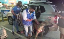 perros las cumbres