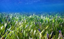 La planta más grande del mundo, un organismo marino que mide unos 200 kilómetros cuadrados, más de tres veces el tamaño de la isla de Manhattan, ha sido encontrada en Australia Occidental por científicos que estiman que tiene alrededor de 4.500 años, según un estudio publicado.