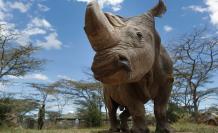 Der erste erfolgreiche Embryotransfer rettete das Nördliche Breitmaulnashorn