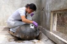 tortuga herida atropellamiento galápagos conductor