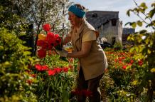 Nina cuida las flores de su jardín frente a su casa destruida por proyectiles de alto calibre, en Baryshivka (Ucrania).