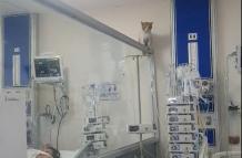 GATO EN UCI DEL TEODORO MALDONADO CARBO_1