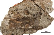 Cráneo y cintura escapular de Palaeoneiros clackorum.