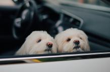 Sociedad_Mascotas_Viaje en carros