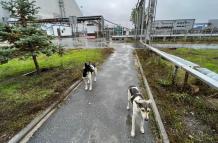 perros salvajes