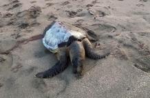 Las muertes de tortugas se viene dando de manera reiterativa