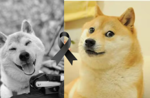 Kabosu doge