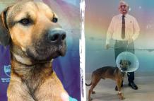 Río Peña perrito Río Guayas Guayaquil