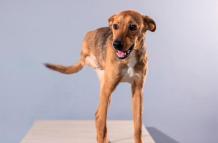 Sesión de fotos de animales rescatados que buscan segunda oportunidad
