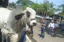 feria ganadera Durán