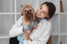 veterinarian-check-ing-puppy-s-health