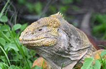 Iguana rosada de Galápagos.