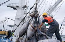 pesca atún malos precios