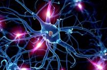 neuronas