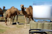 leche de camella