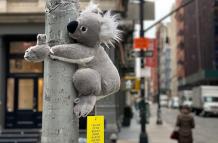 Koalas-of-NYC