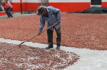 cacao