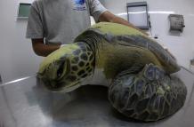 tortuga-marina-plasticos-rescate-argentina