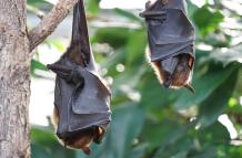 flying-foxes-2237209_1280