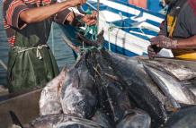 pesca
