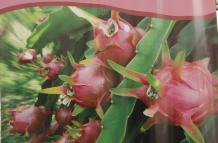 Pitahaya