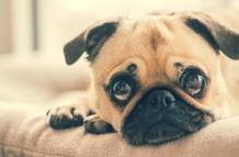 perro