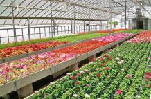 floricultura-9