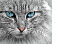 Gato