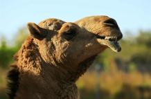 coronavirus-camello-dromedario