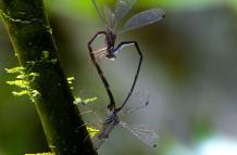 LIBELULA-philogenia_gaiae-ecuador
