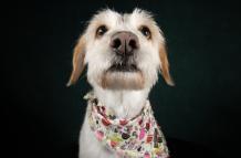 Oli modelo