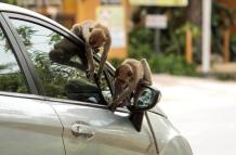 india_coronavirus_covid-19_monos_afp