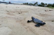 Galápagos_Tortugas_Eclosión_Especies en peligro