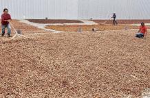 cacao+agricutores+producción+precios