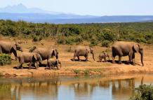 elefantes-africa-animales