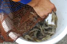 Camarones