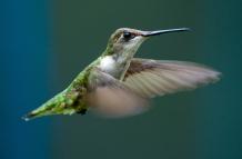 colibri-experimento-foto