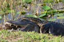 lagarto-piton-animales