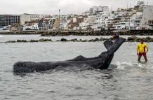 Surfistas y policías salvan a ballena varada en playa de Lima 