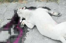El perro fue disparado en los exteriores de la casa del servidor policial.